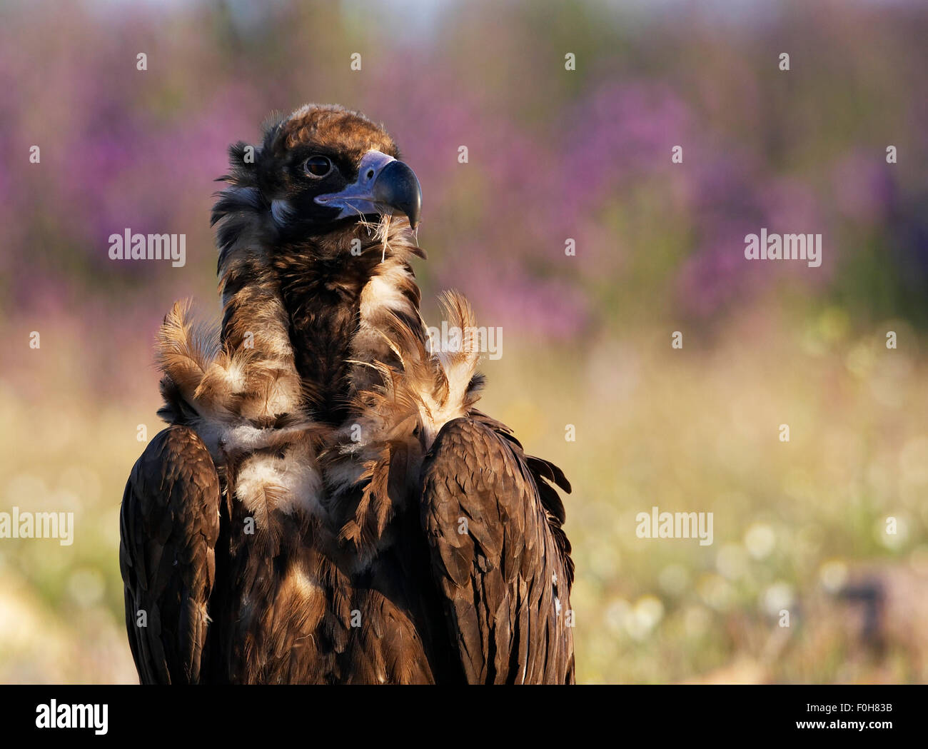Unione avvoltoio nero (Aegyptus monacha) ritratto, Estremadura, Spagna, Aprile 2009 Foto Stock