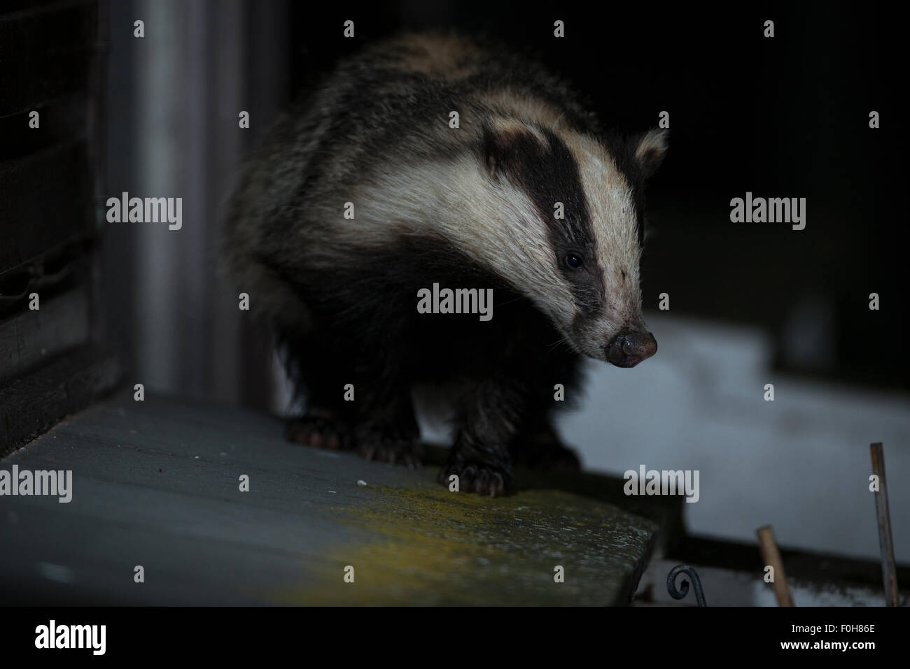 Badger Meles meles Eurasian badger Foto Stock