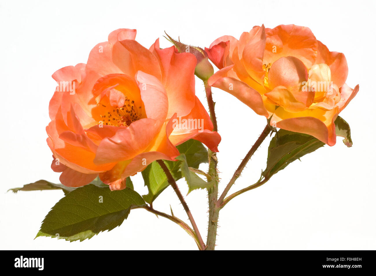 Westerland, Strauchrose, Foto Stock