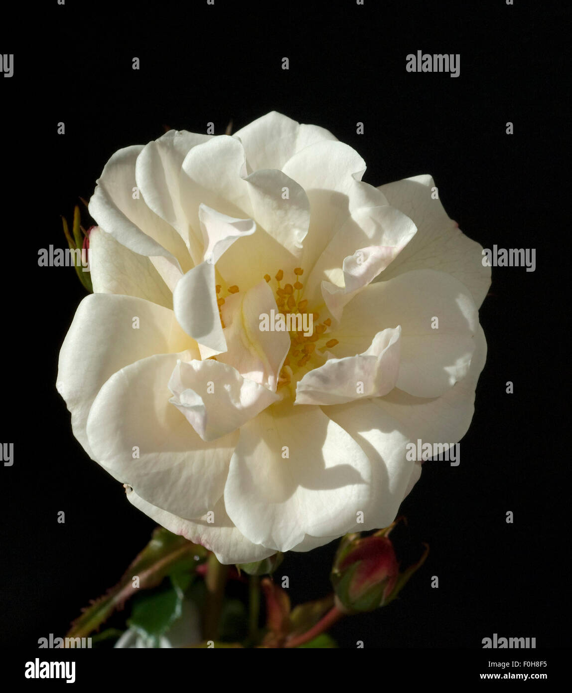 Weisse Rose, Strauchrose, Foto Stock