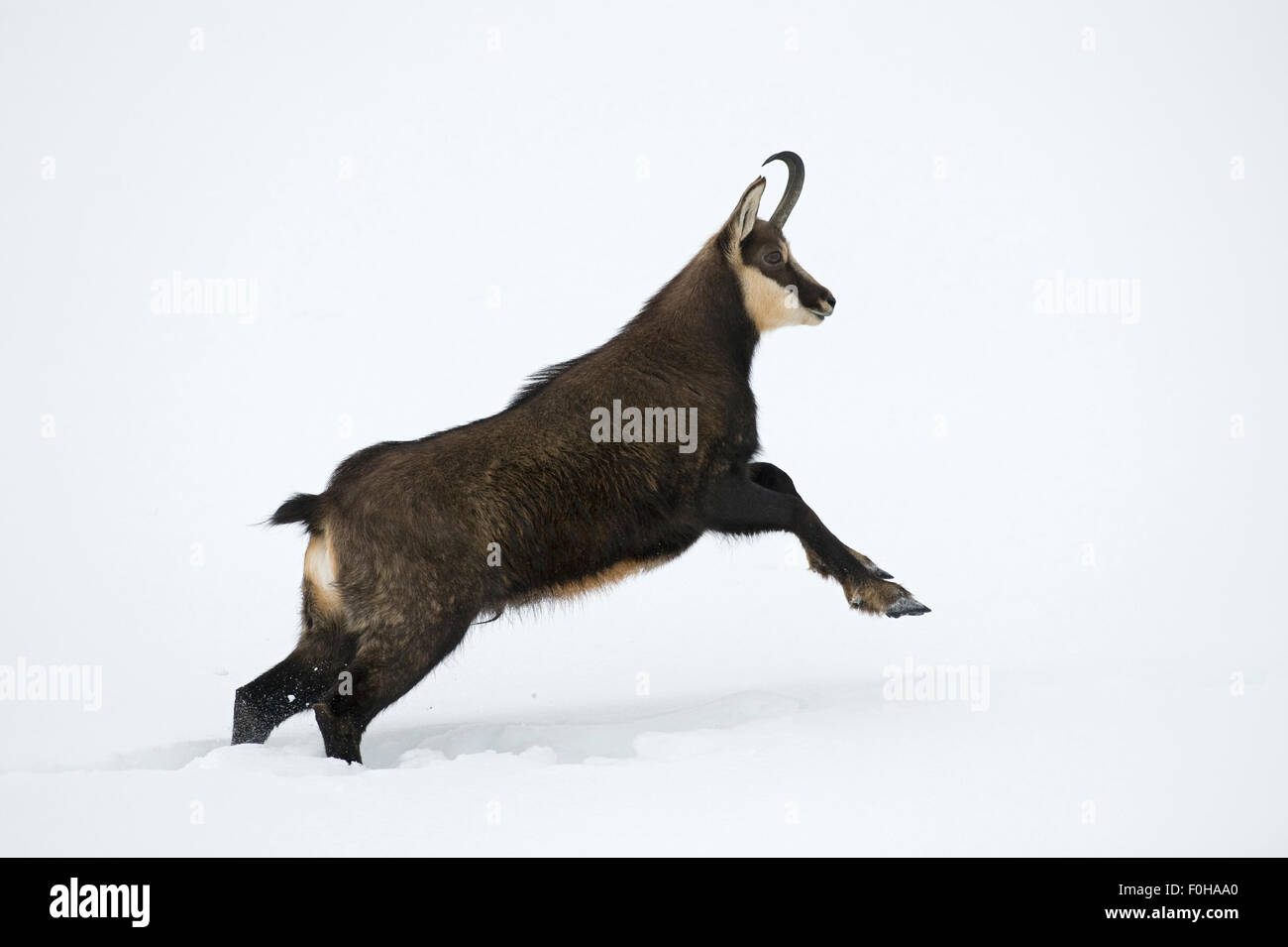 Il camoscio (Rupicapra rupicapra) in esecuzione attraverso la neve, il Parco Nazionale del Gran Paradiso, l'Italia, novembre 2008 Foto Stock
