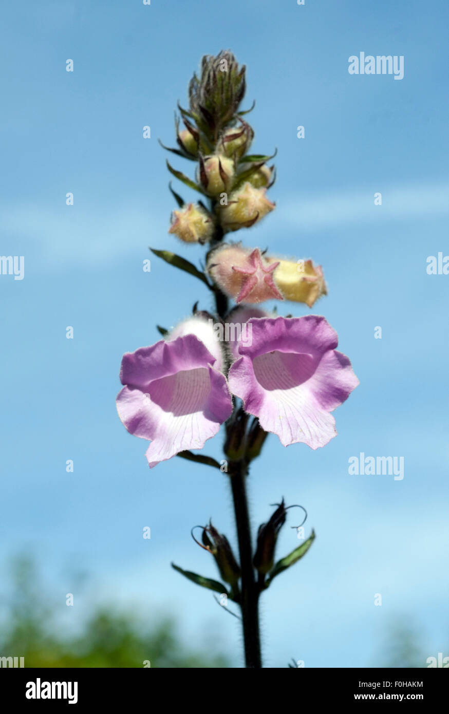 Ceratotheca, triloba, Foto Stock