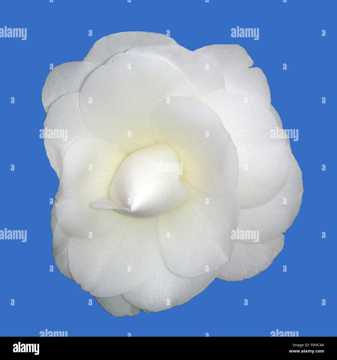 Kamelia, Alba, Plena, camelie, Monrovia, Foto Stock