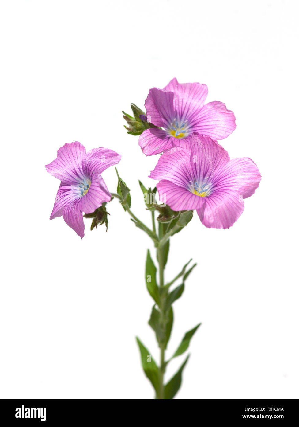 Lein Klebriger, Linum viscosum Foto Stock