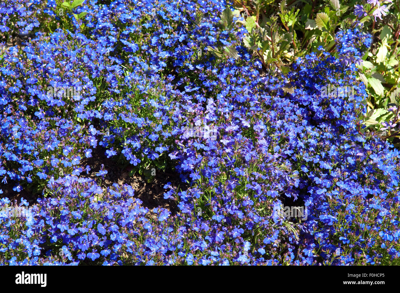 Lobelie, Lobelia, erinus, Foto Stock