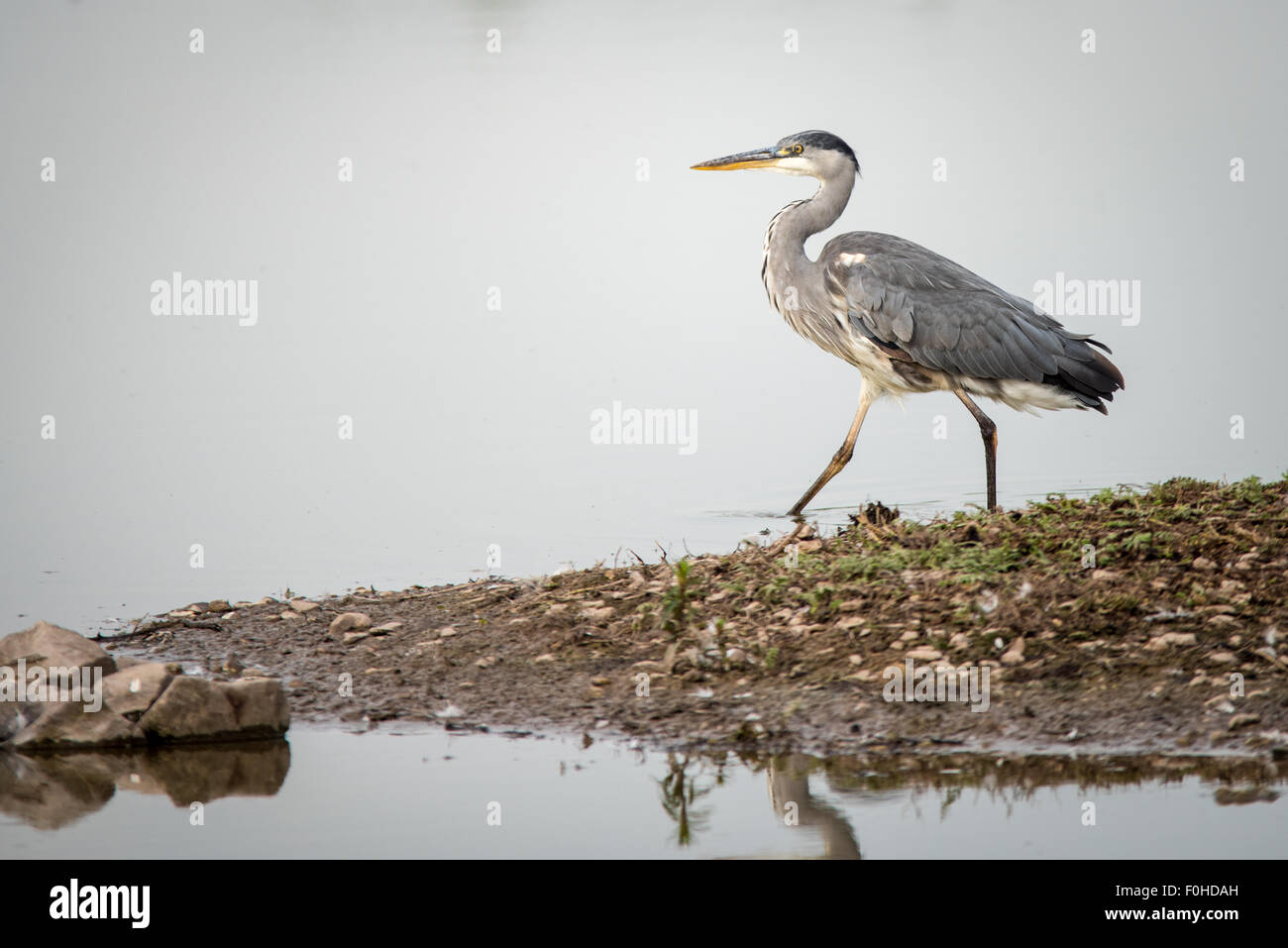 Airone cinerino (Ardea cinerea) insidiare i pesci Foto Stock