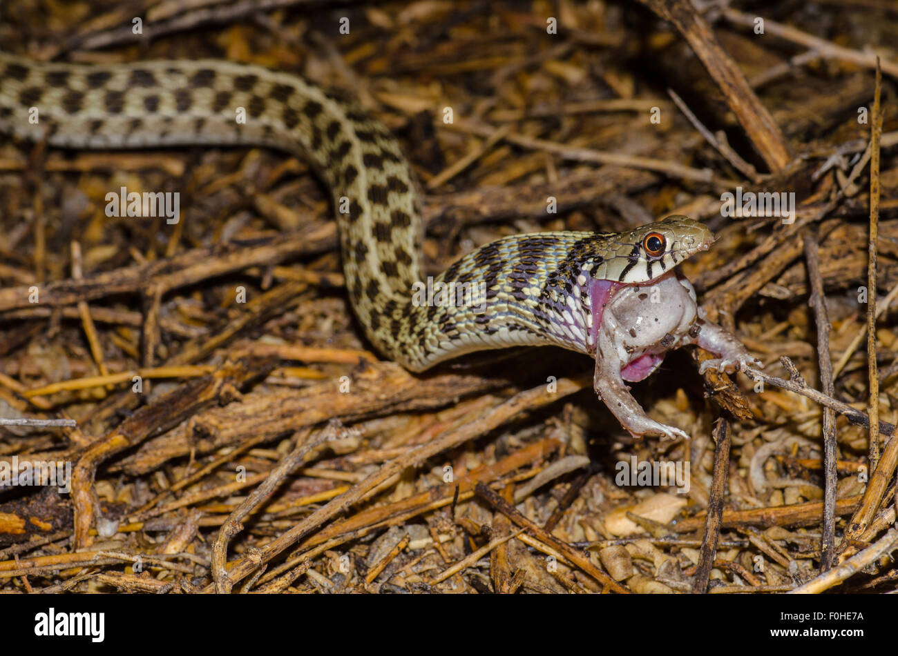 Giarrettiera a scacchi Snake, (thamnophis marcianus marcianus), mangiando un deserto del Chihuahuan Spadefoot, (Spea multiplicata stagnalis). Foto Stock