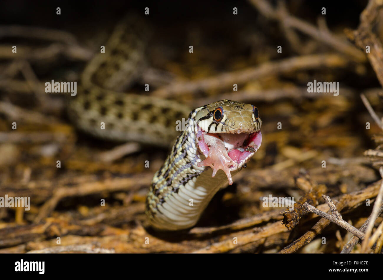 Giarrettiera a scacchi Snake, (thamnophis marcianus marcianus), mangiando un deserto del Chihuahuan Spadefoot, (Spea multiplicata stagnalis). Foto Stock
