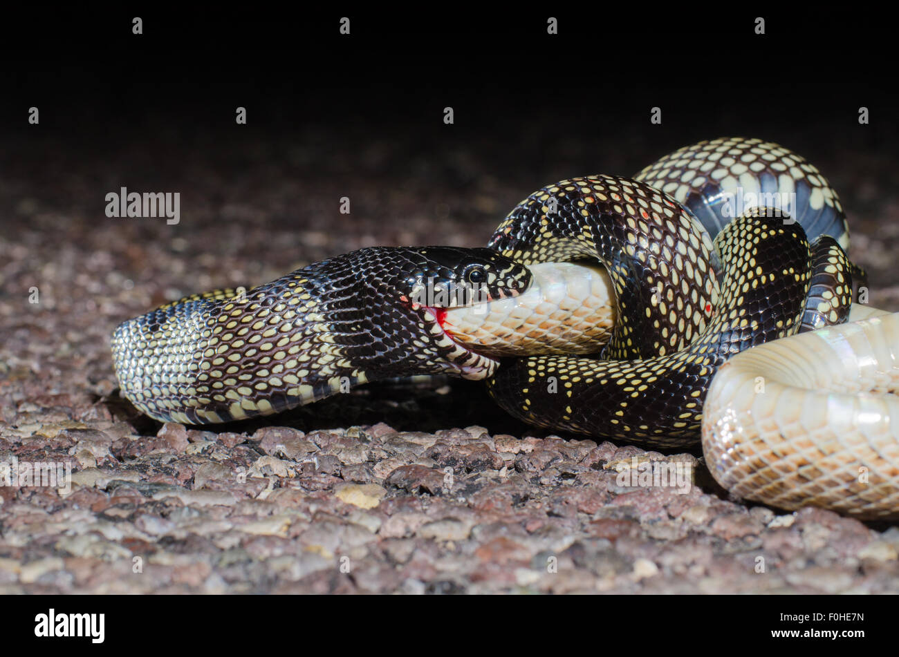 Deserto Kingsnake, (Lampropeltis getula splendida), mangiare una strada ucciso Deserto Dipinto lucida, Snake (Arizona elegans philipi). Foto Stock