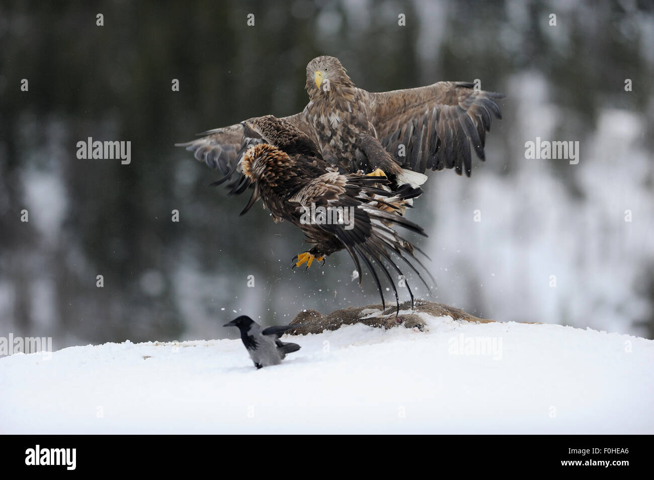 Aquila reale (Aquila chrysaetos) e bianco-tailed sea eagle (Haliaeetus albicilla) la lotta in una carcassa di cervo con una cornacchia mantellata (Corvus corone cornix) nelle vicinanze, Flatanger, Norvegia, Novembre 2008 Foto Stock