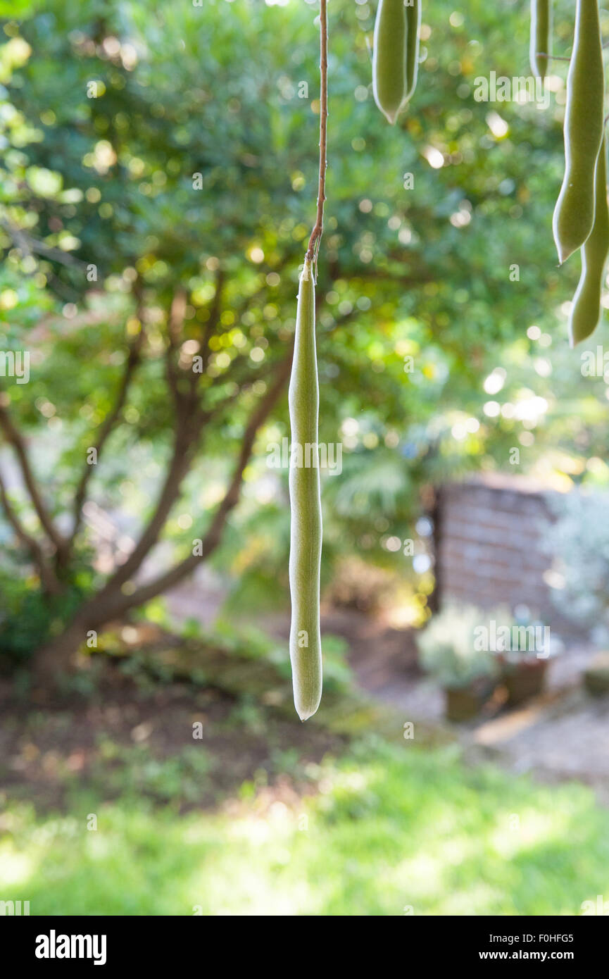 Un pod di glicine in giardino verde vista verticale Foto Stock