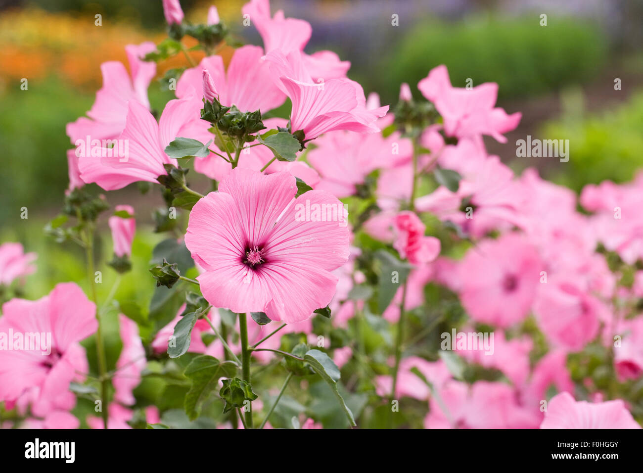 Lavatera trimestris 'Silver Cup' Fiori. Foto Stock