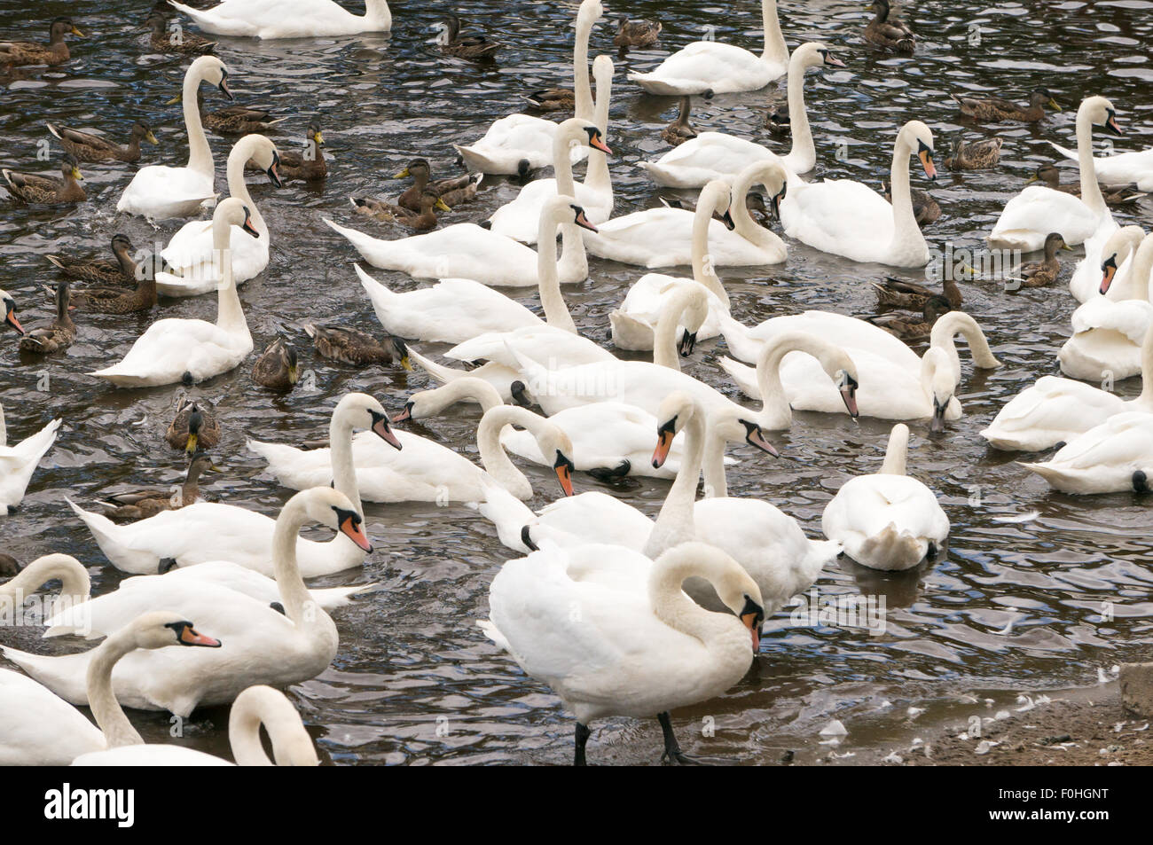 Un gregge di cigni nel fiume indossare al Riverside Park, Chester-le-Street, Co. Durham, England, Regno Unito Foto Stock
