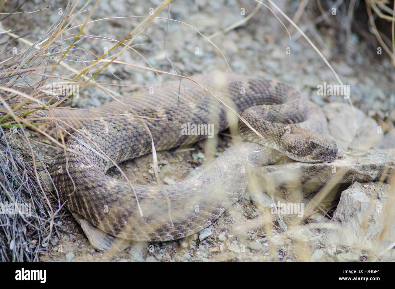 Western Diamond-backed Rattlesnake, (Crotalus atrox), scaldandosi a den nel centro del New Mexico, negli Stati Uniti. Foto Stock