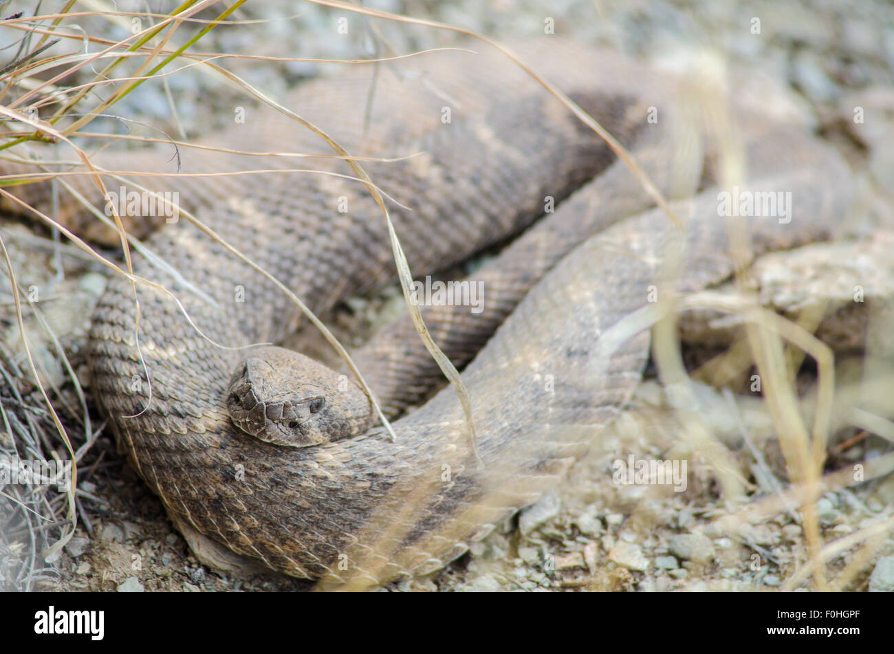 Western Diamond-backed Rattlesnake, (Crotalus atrox), scaldandosi a den nel centro del New Mexico, negli Stati Uniti. Foto Stock