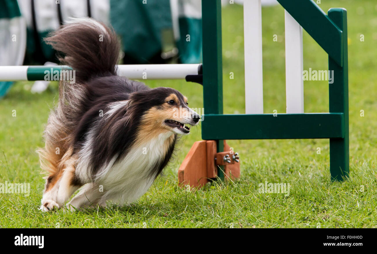 Il Castello di Rockingham, Northamptonshire, Regno Unito. Il 16 agosto 2015. Ultimo giorno a Xi Kennel Club Internazionale 4 giorno cane agilità festival aperto a tutte le razze di cani. Credito: Keith J Smith./Alamy Live News Foto Stock