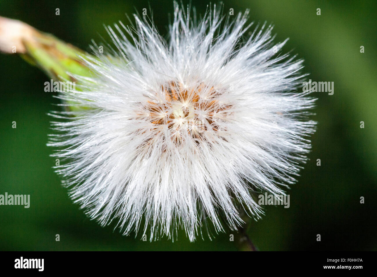 Macro close up di un seme thristle testa che mostra le morbide fibre spruzzare verso l'esterno dal fiore testa contro lo sfondo di colore verde. Foto Stock