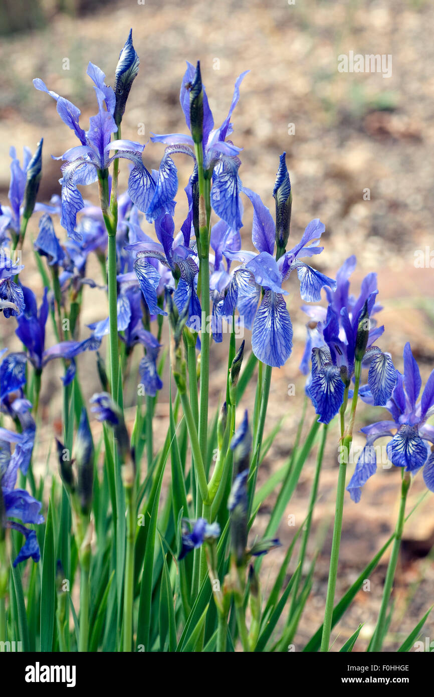 Iris, ruthenica, Siebenbuerger, Gras-Schwertlilie, Foto Stock