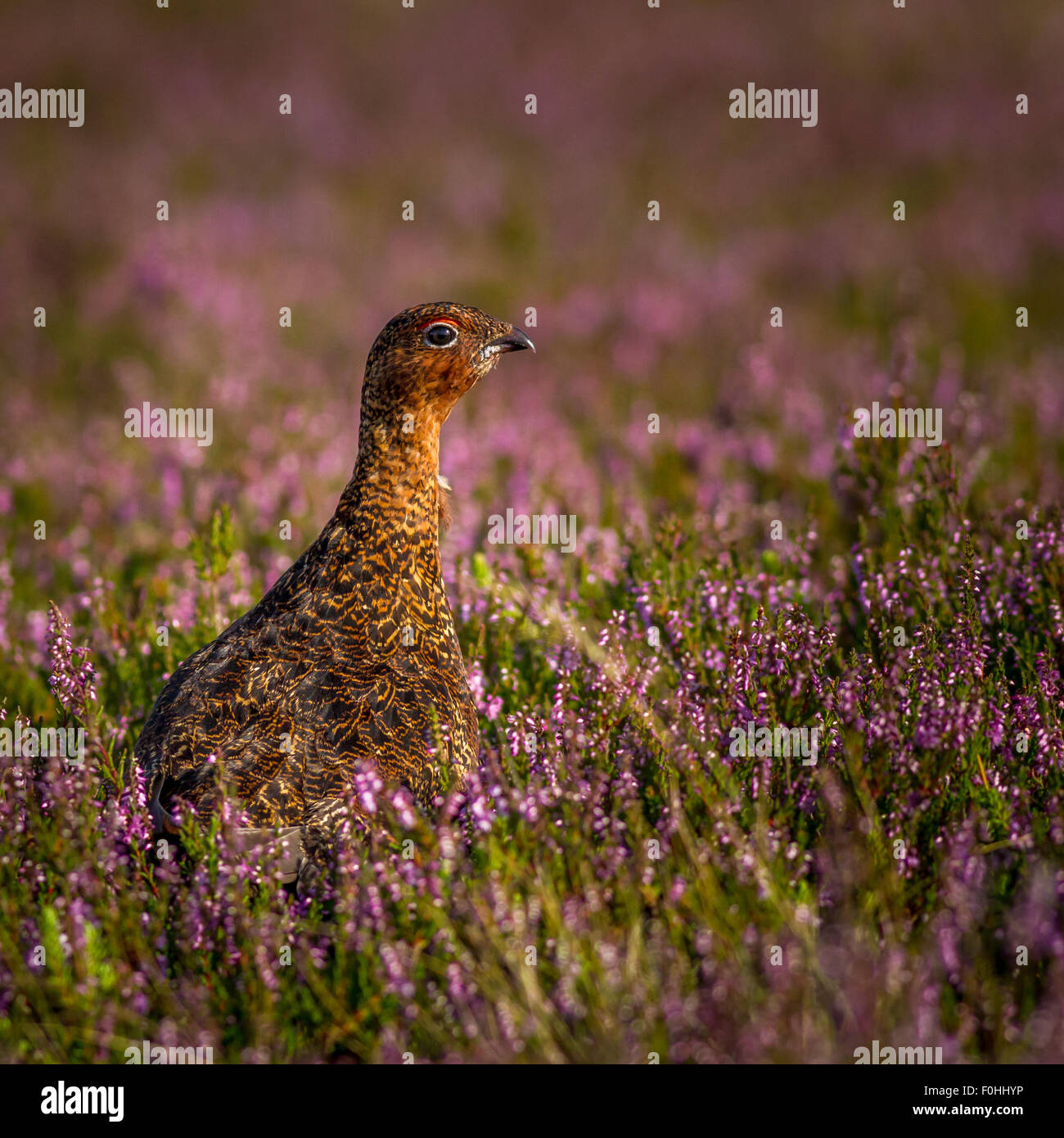 Red Grouse (lagopus lagopus) che mostra il suo bellissimo camuffamento nella fioritura heather Foto Stock