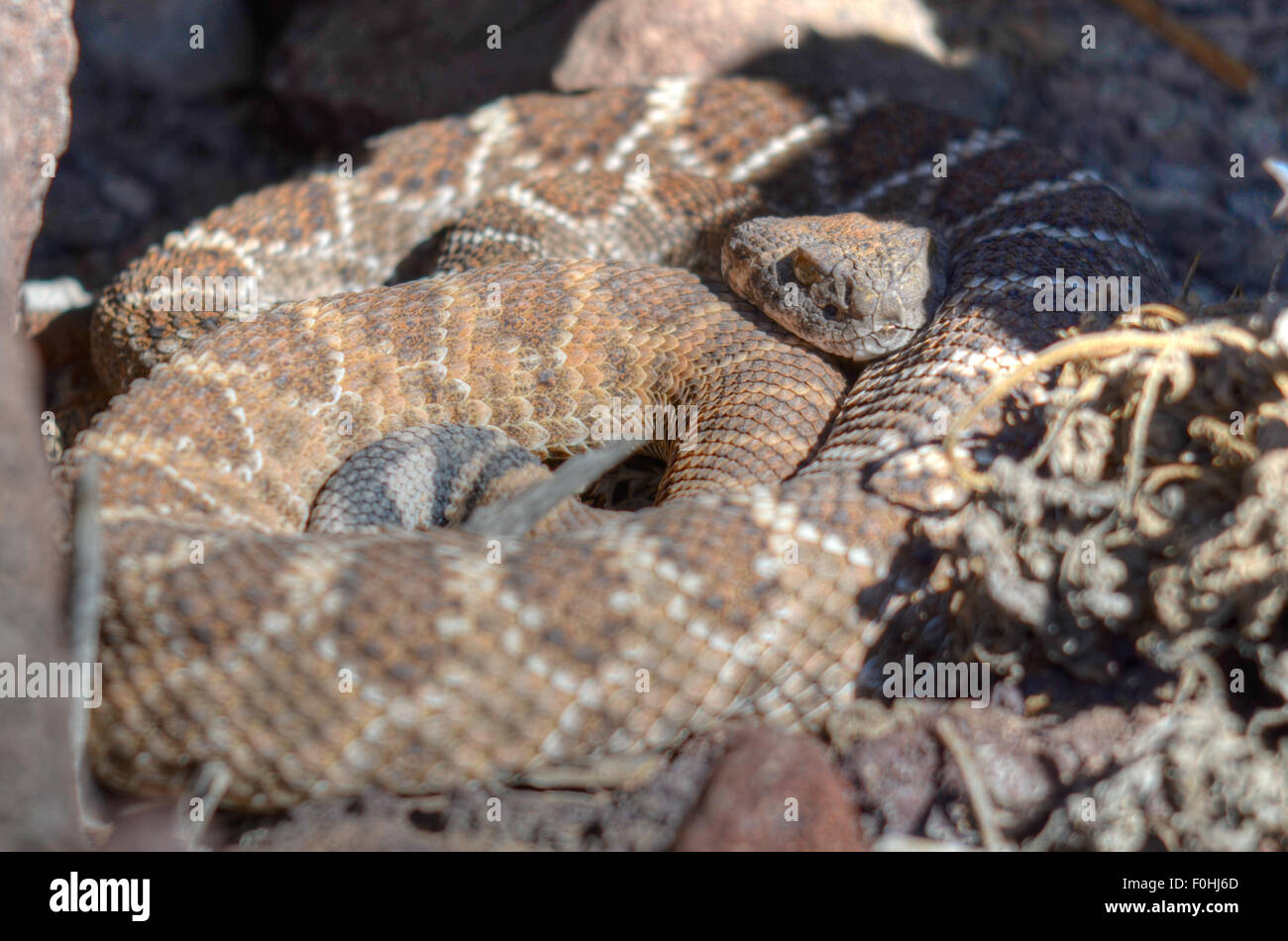 Western Diamond-backed Rattlesnake, (Crotalus atrox), scaldandosi a den in primavera, Petroglyph National Monument, Nuovo Messico. Foto Stock