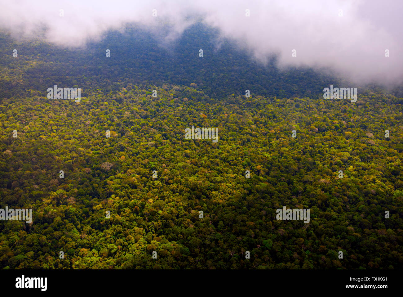 La foresta pluviale amazzonica Foto Stock