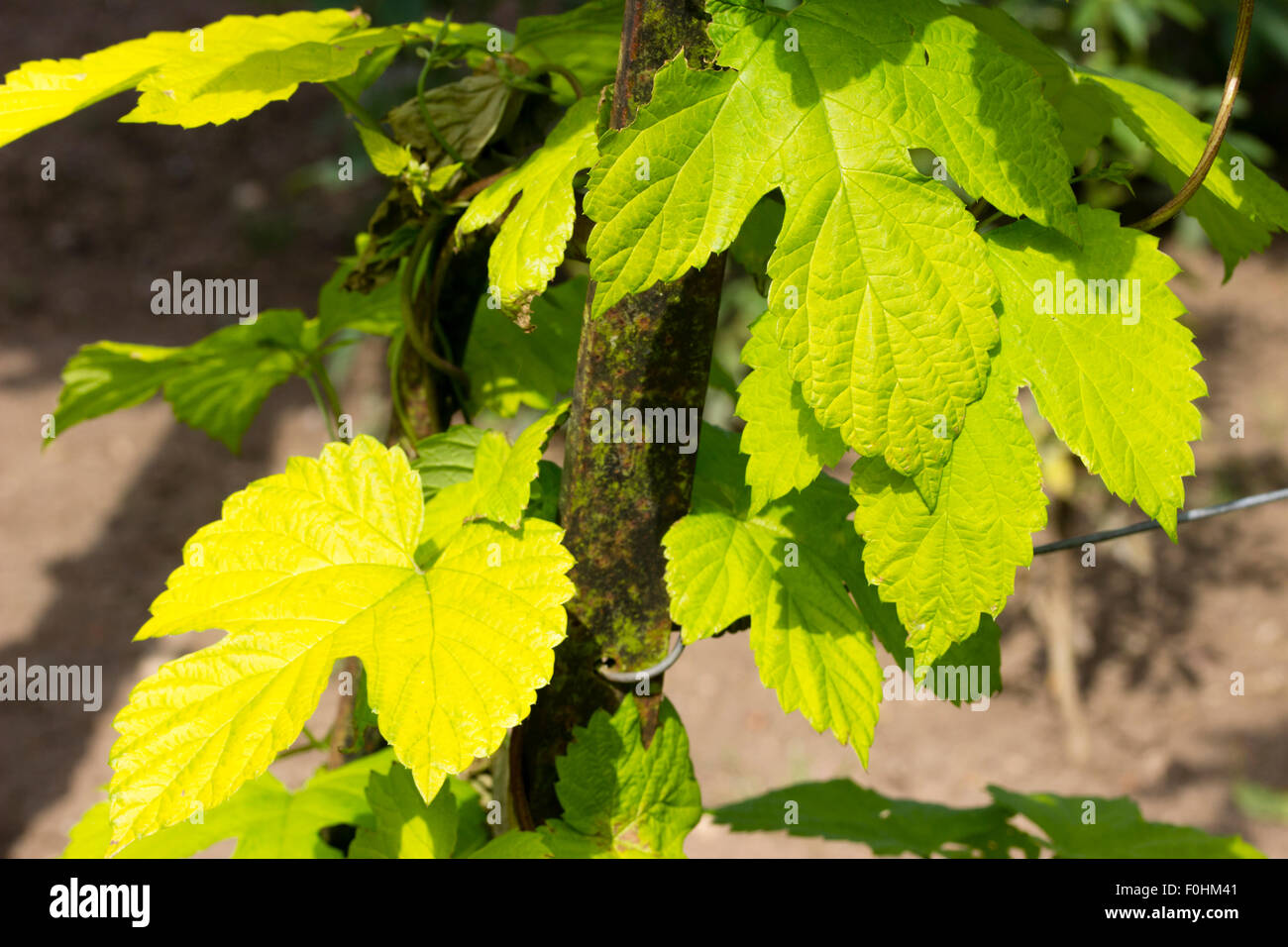 Oro-verde delle foglie delle piante erbacee arrampicata golden hop, Humulus lupulus 'Aureus' Foto Stock