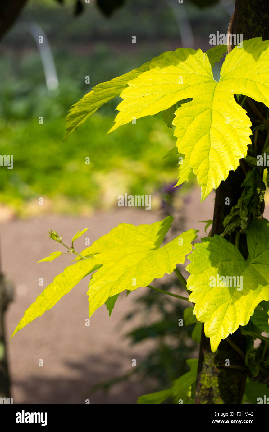 Oro-verde delle foglie delle piante erbacee arrampicata golden hop, Humulus lupulus 'Aureus' Foto Stock