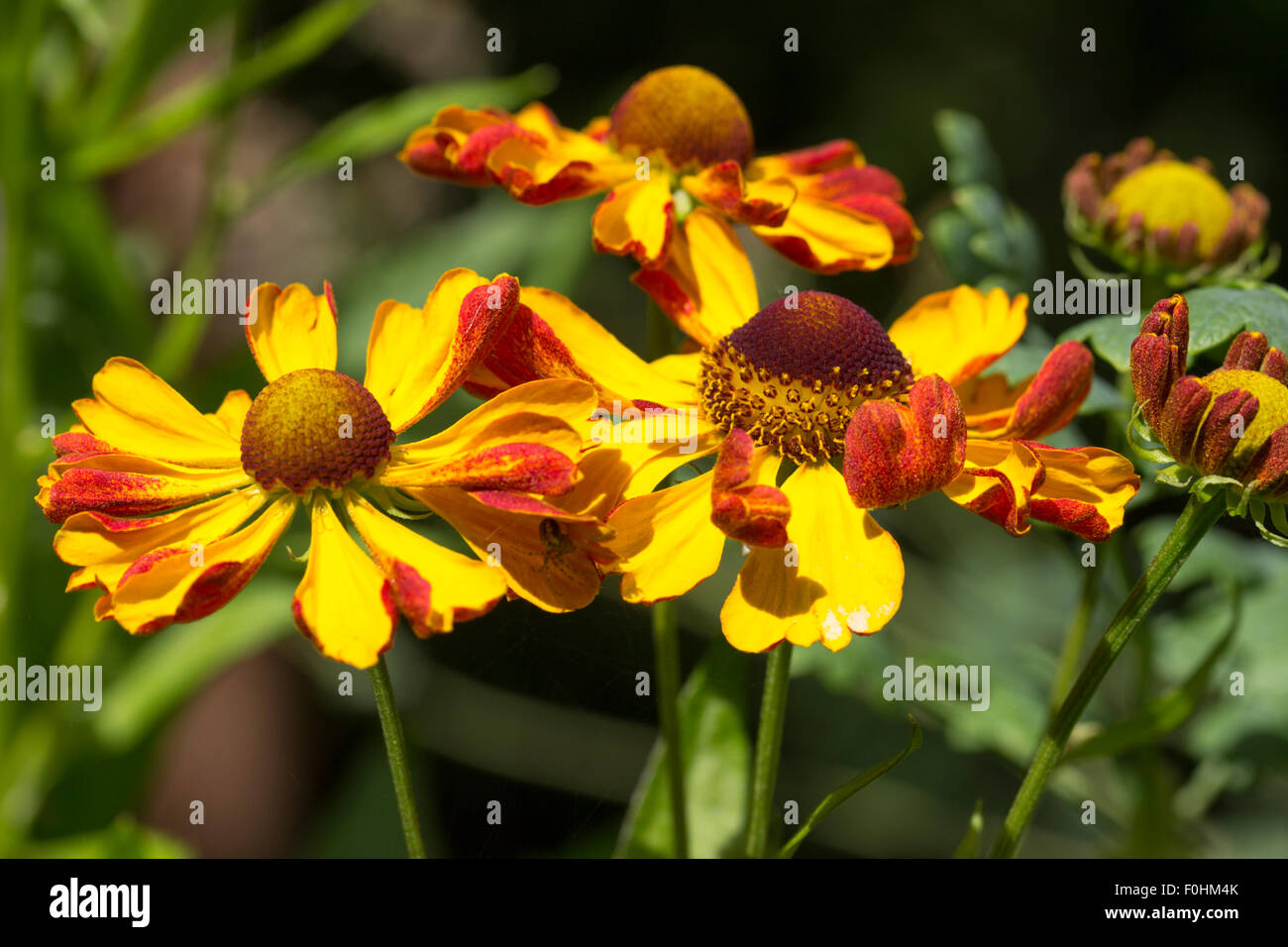 Il rosso e il giallo dei fiori di lunga fioritura sneezeweed, Helenium 'può' Foto Stock