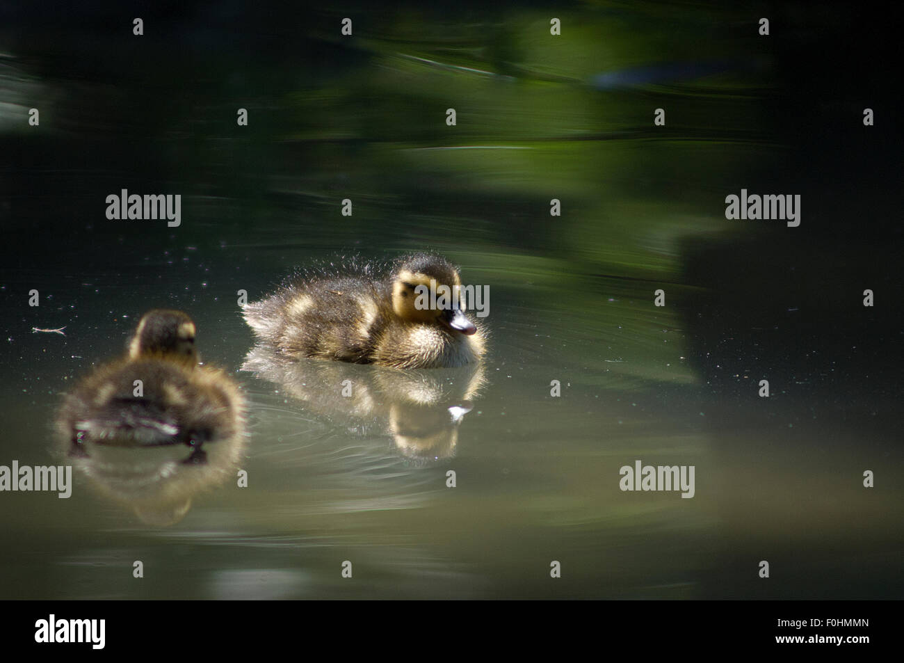 Baby duck con la madre, primo piano della baby duck, baby duck in un lago Foto Stock