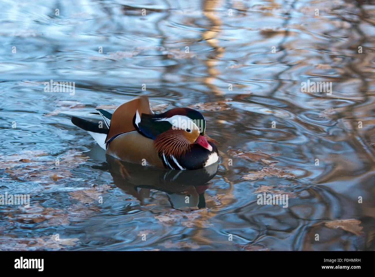 Anatra, oca, la spatola, cormorano, Toucan, Pelican closup, in un lago, la fauna selvatica fotografia, mammiferi, oasi di anatra Foto Stock