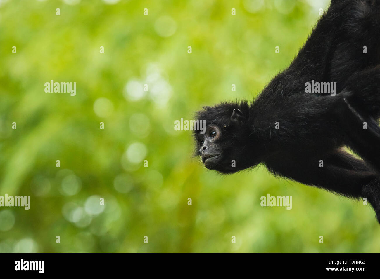 A testa nera spider monkey appeso su un albero, guardando al lato. Foto Stock