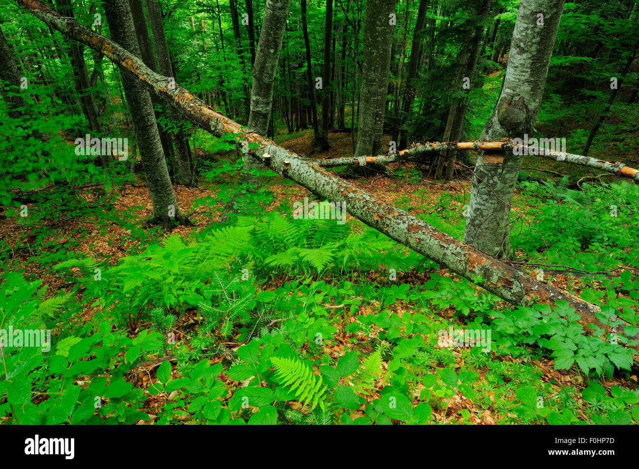 Alberi di faggio (Fagus sylvatica) nella incontaminata foresta Beech-Fir radura con Ladyfern (Athyrium filix-femina) Runcu Valley, Dambovita County, Leota Mountain Range, Romania, Luglio Foto Stock