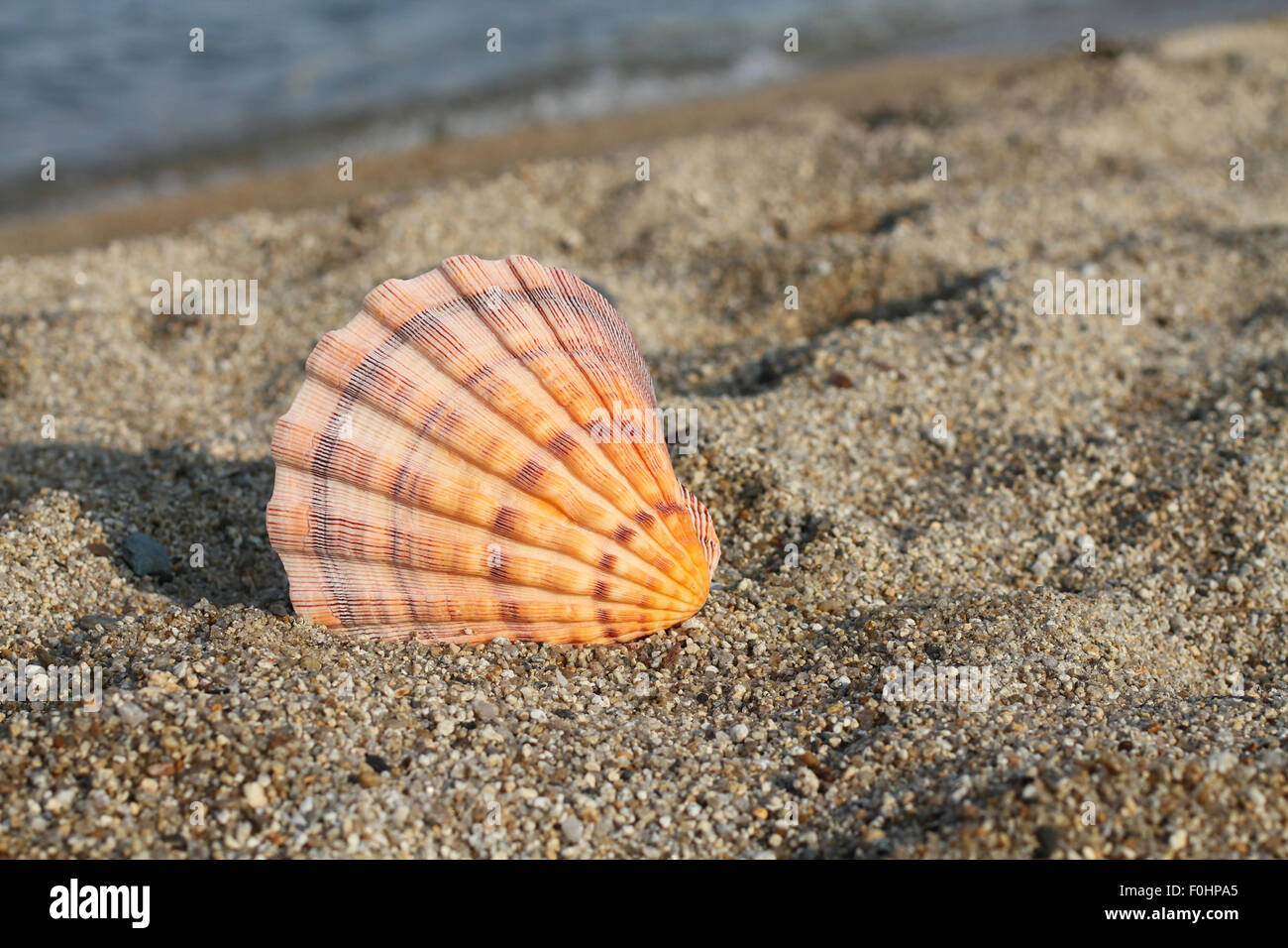 Big orange conchiglia di mare sulla riva del mare Foto Stock