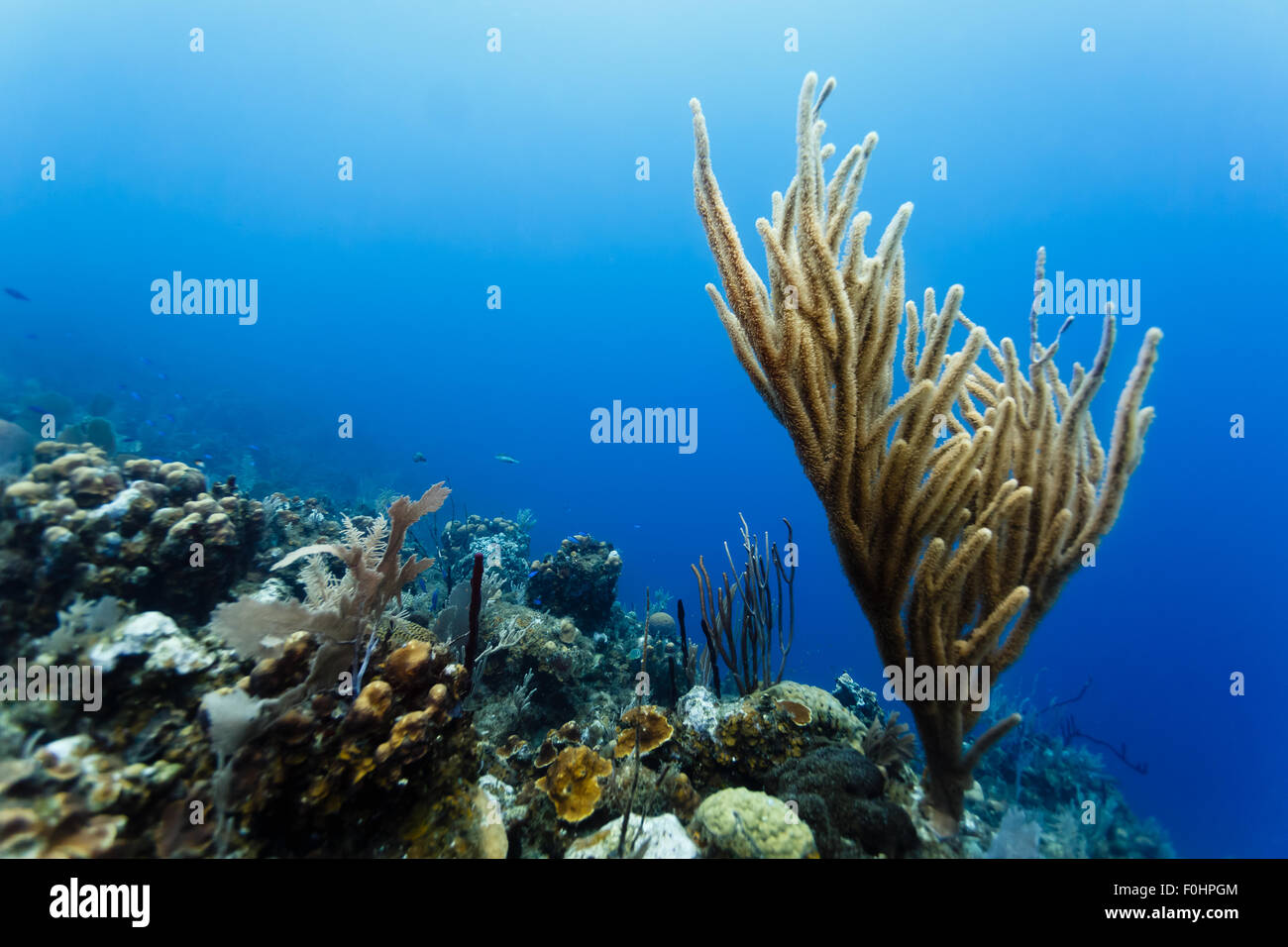Ramo giallo corallo sorge di tropical Coral reef con oceano blu sullo sfondo Foto Stock