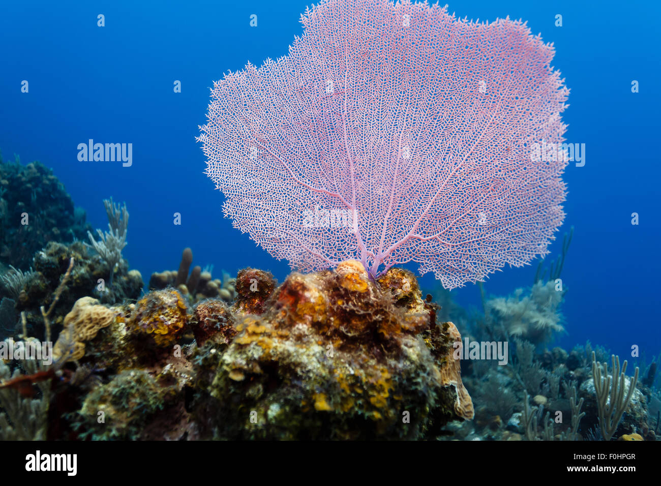 Close up dettaglio di porpora Gorginian mare fan, Gorgonia flabellum, sulla barriera corallina Foto Stock