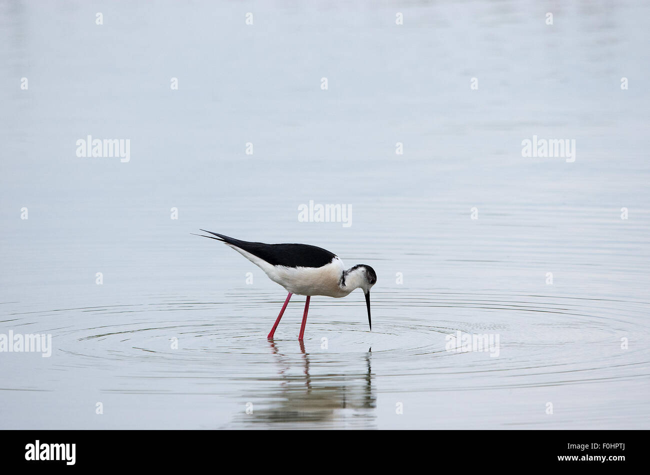 Cavaliere d'Italia, cavalieri, fiume, in un lago italiano, Foto Stock