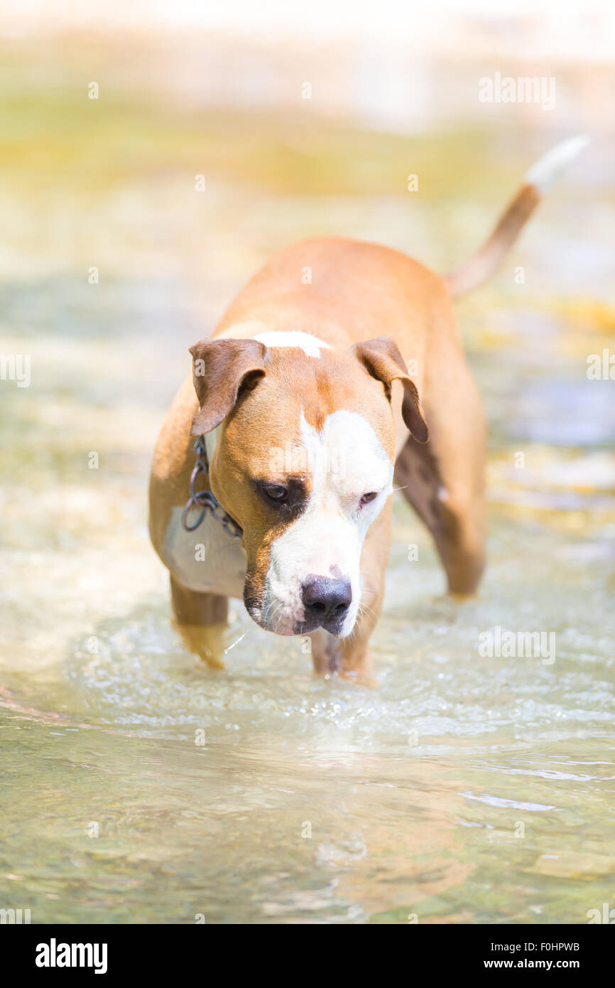 American Staffordshire terrier cane giocando in acqua. Foto Stock