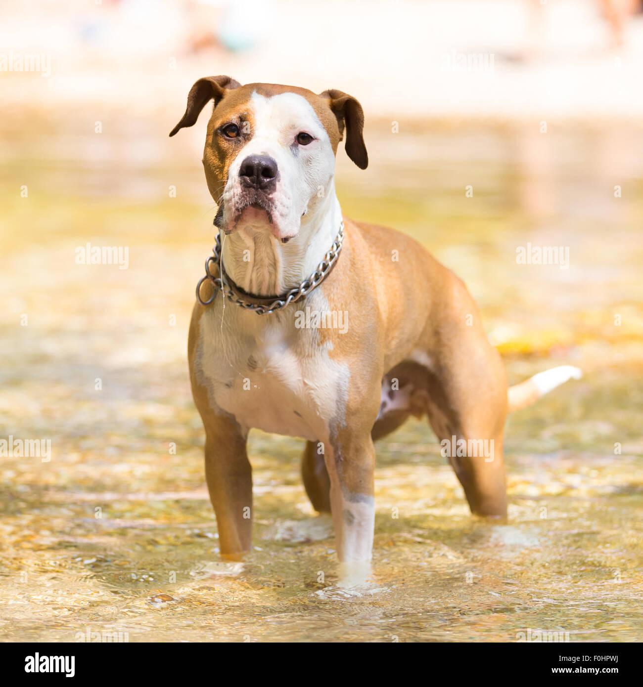 American Staffordshire terrier cane giocando in acqua. Foto Stock