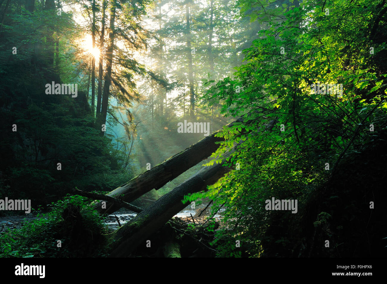 I raggi di luce solare che penetrano nella foresta Ghimbavul Valley Gorge, Arges County, Leota Monti Carpazi, Romania, Luglio Foto Stock