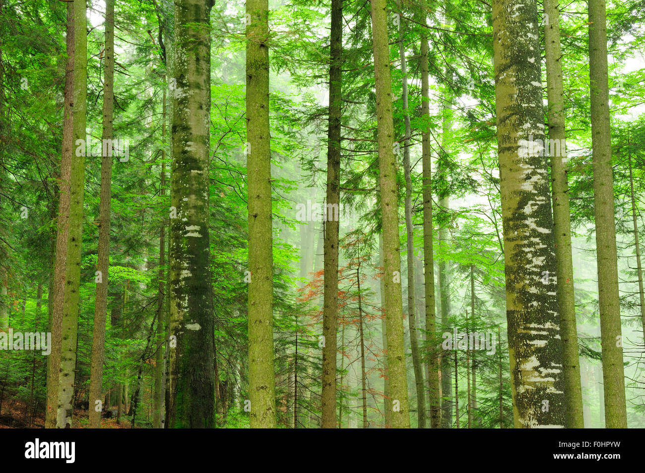 Tronchi di alberi in immacolate faggio (Fagus sylvatica) e Fir (Abies sp) foreste, Stramba Valley, Monti Fagaras, Carpazi Meridionali, Romania, Luglio. Sito Natura 2000 Foto Stock