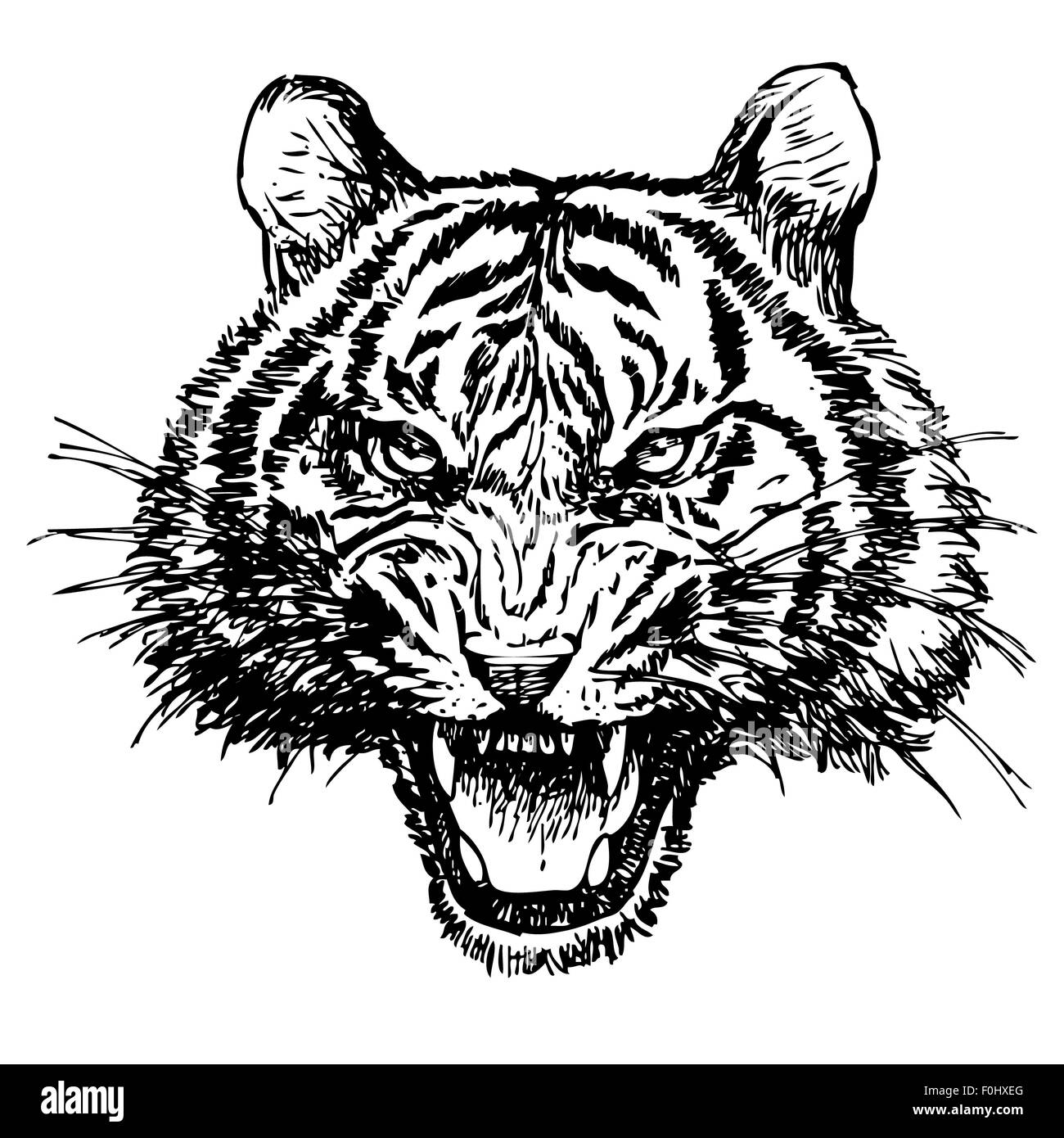 Testa della tigre arrabbiato disegnati a mano su sfondo bianco Foto Stock