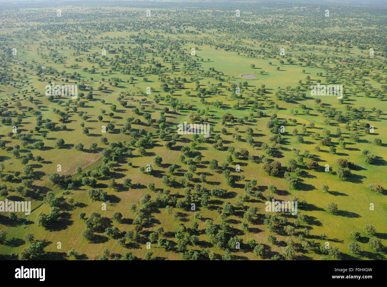 Immagine aerea di Dehesa foresta, Salamanca, regione Castilla y Leon, Spagna, Maggio 2011 Foto Stock