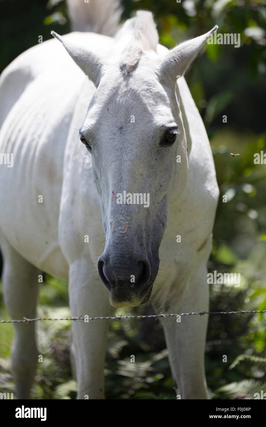 Cavallo guardando la fotocamera in Costa Rica Foto Stock
