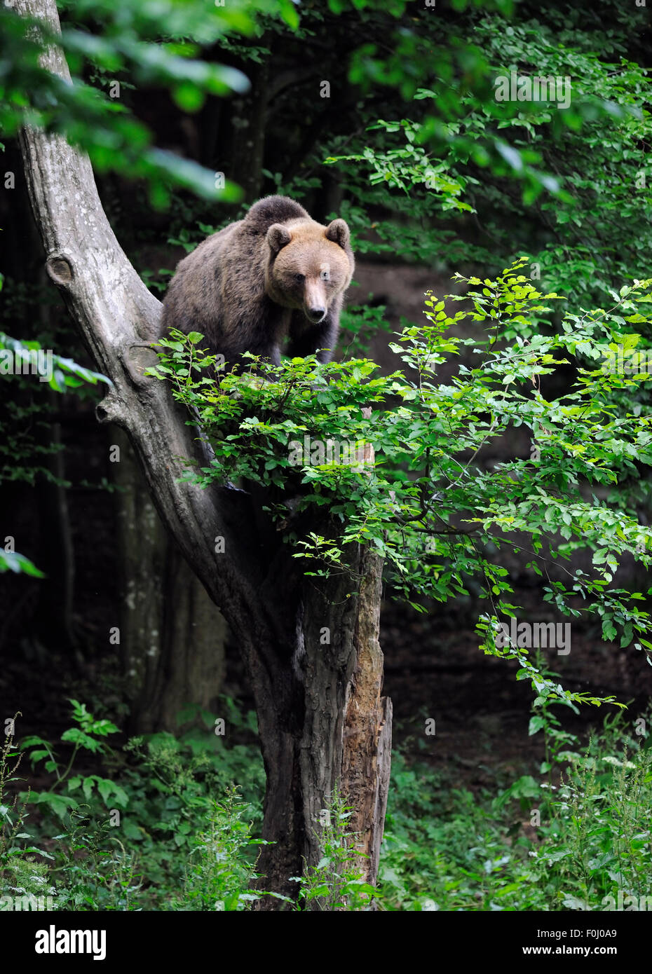 Eurasian l'orso bruno (Ursus arctos arctos) a sopportare la visione di sito in Sinca Noua, Piatra Craiului National Park, Carpazi Meridionali, Rewilding Europe site, Romania Foto Stock