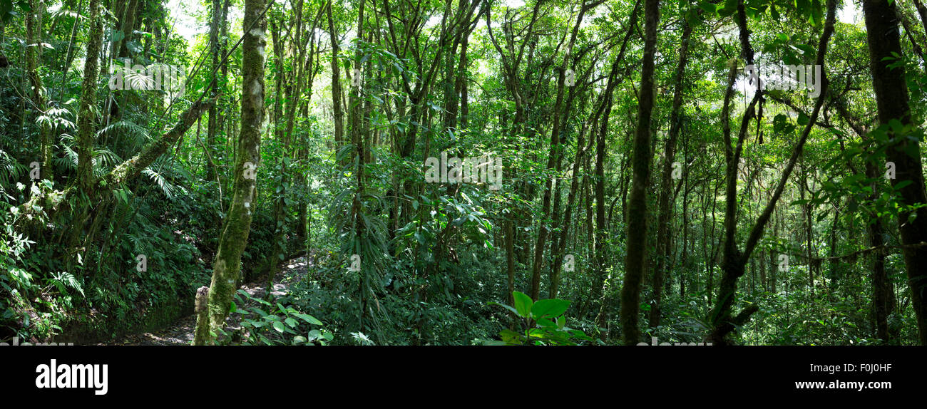 Vista panoramica di Santa Elena di Cloud Forest in Costa Rica Foto Stock