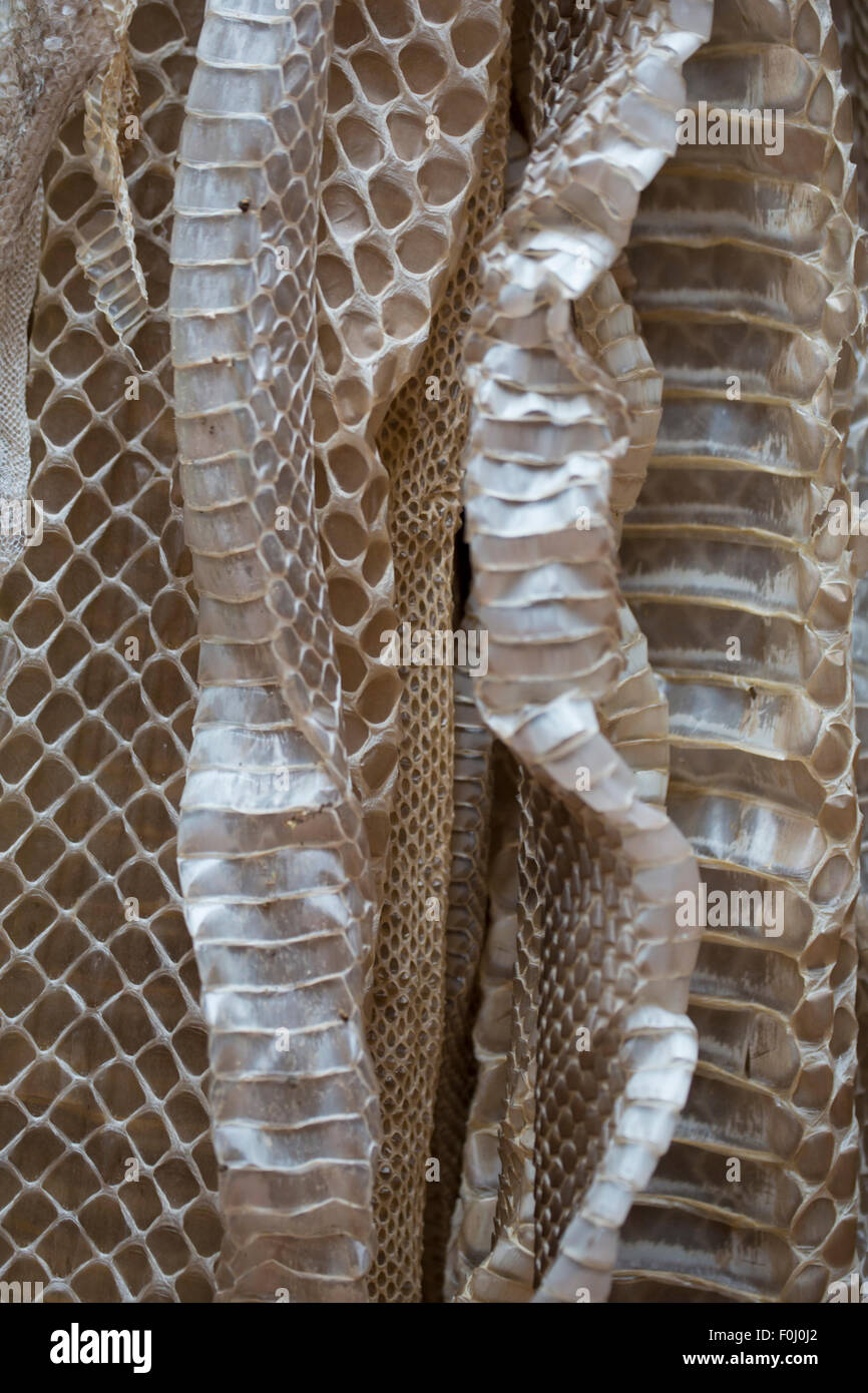 Pelle di serpente, background closeup in Costa Rica Foto Stock