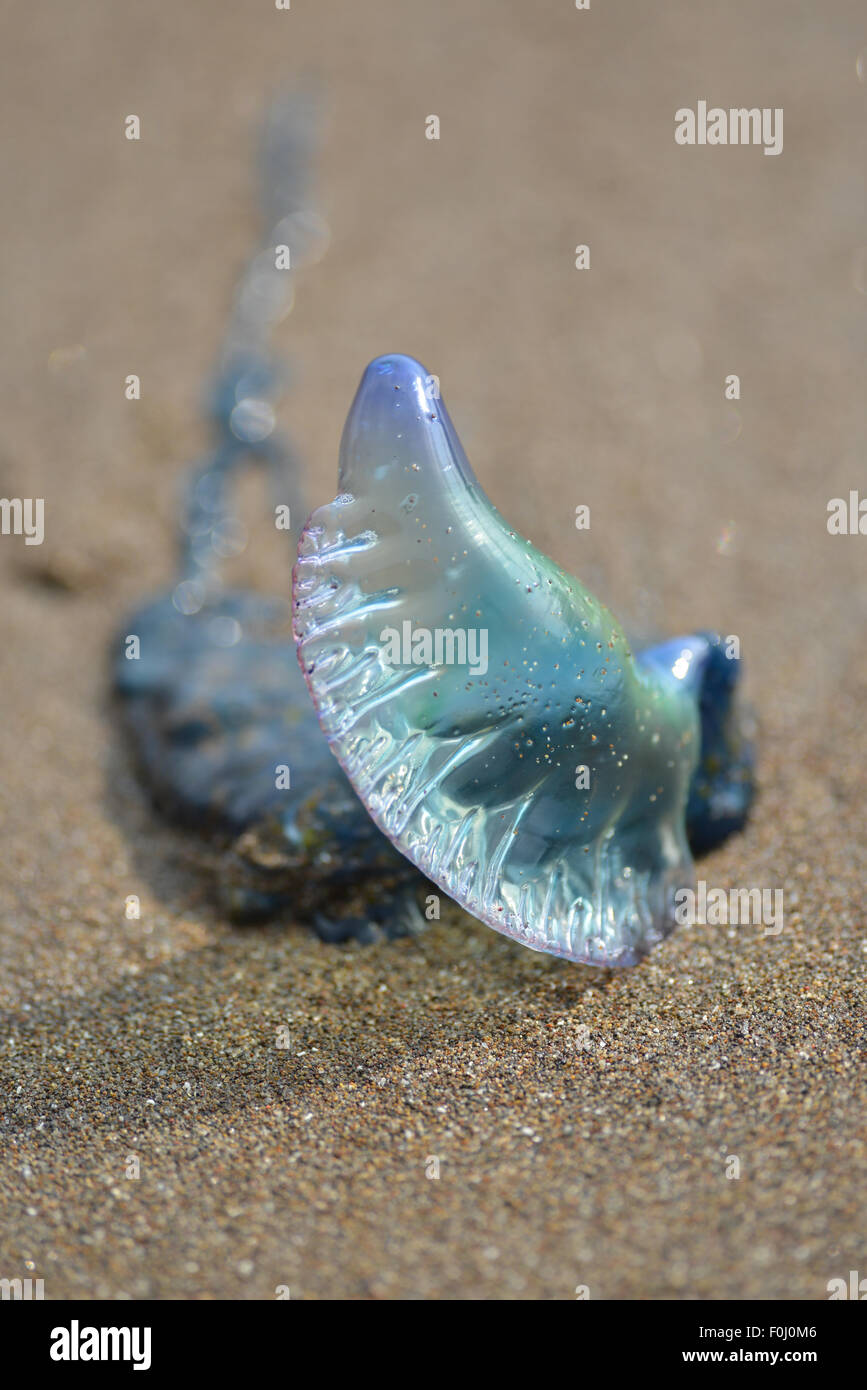 Uomo portoghese-O-guerra o gelatina blu pesce è visto lavato fino o una spiaggia in Batukaras, West Java, in Indonesia il 11 agosto 2015. Foto Stock