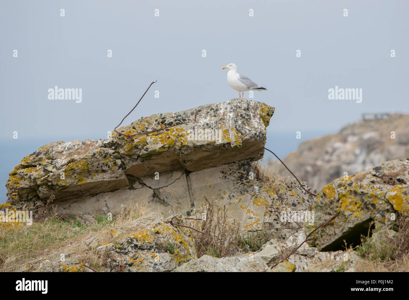 Vigile seagull guardando avanti e poggiante su un vecchio bunker tedesco sull isola CEZEMBRE, Bretagne, Francia. Foto Stock