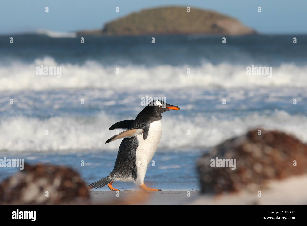 Pinguino Gentoo passeggiando lungo Bertha's Beach, con direzione isola in background. Isole Falkland. Foto Stock