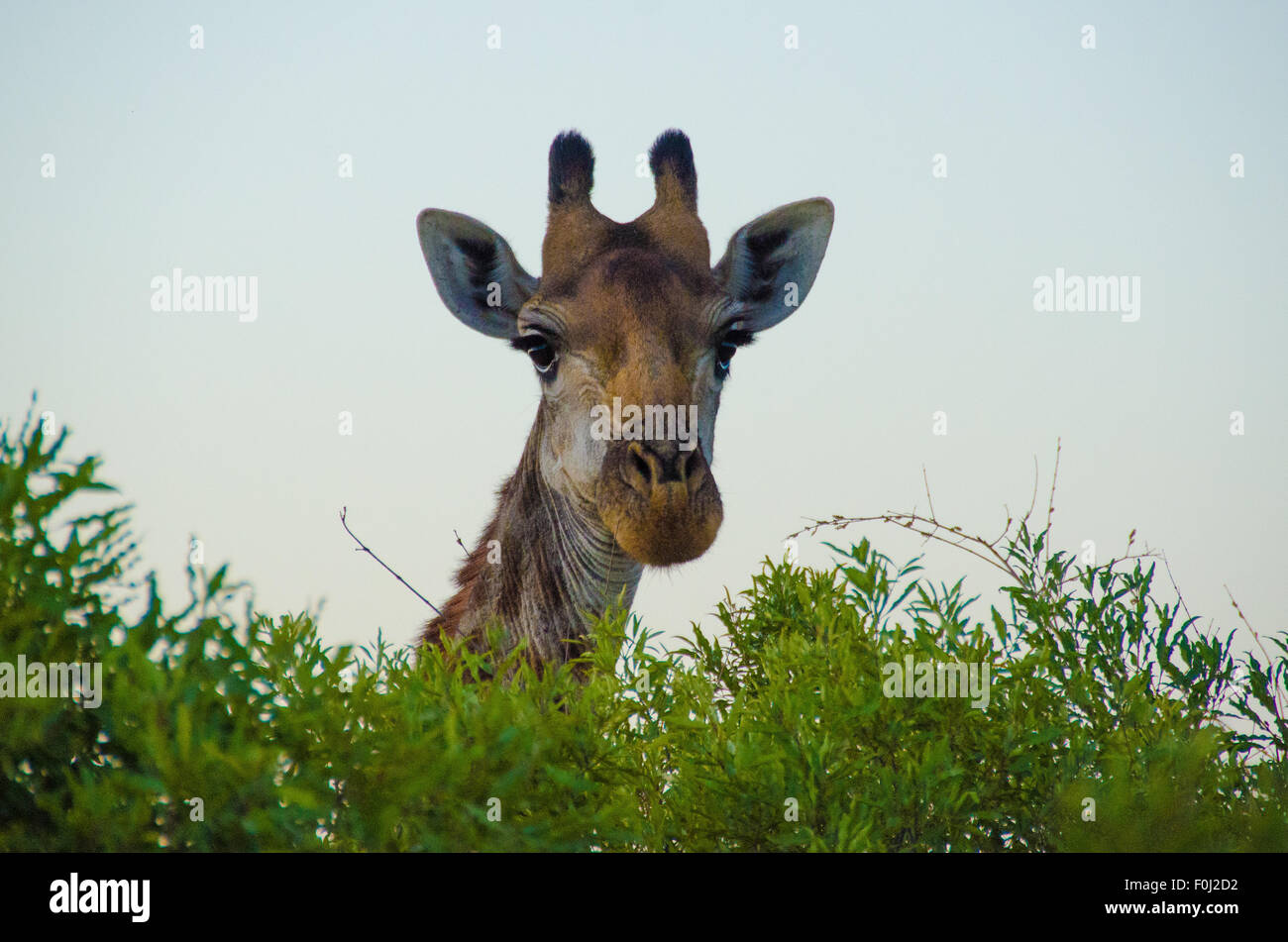 Un adulto Sudafricano feste giraffa sulla vegetazione e affiora la sua testa sopra gli alberi in Swaziland. Foto Stock